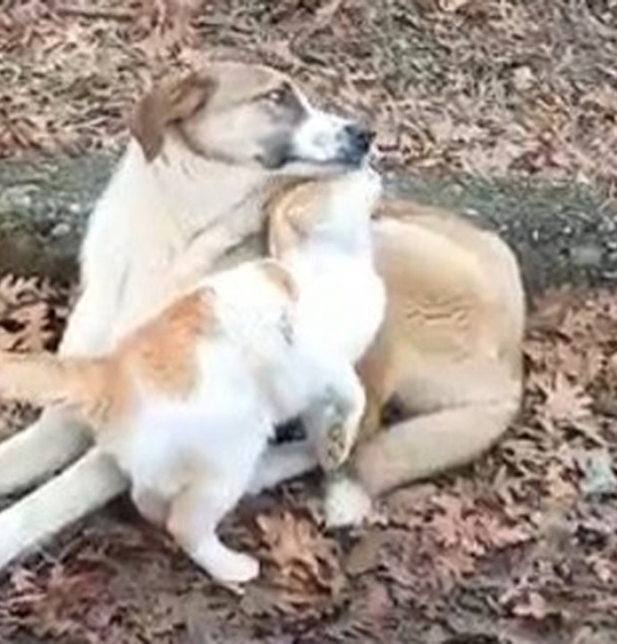 Kedi ve köpeğin dostluğu yüzleri güldürdü