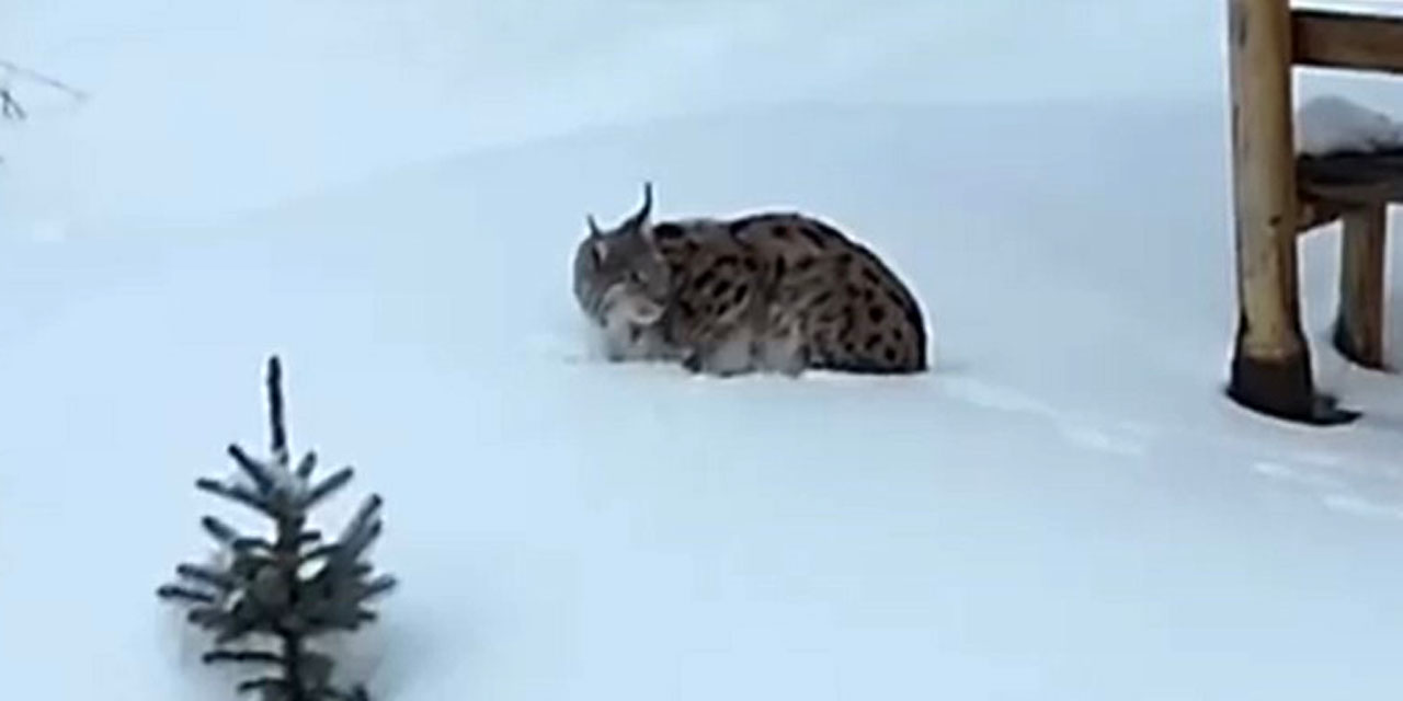 Nesli tehlike altındaki Vaşak köye indi