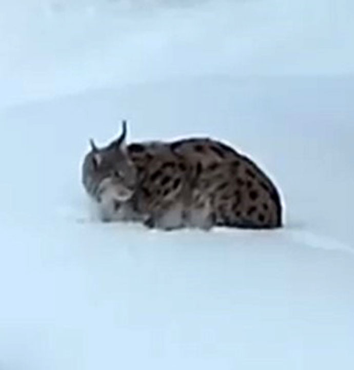 Nesli tehlike altındaki Vaşak köye indi