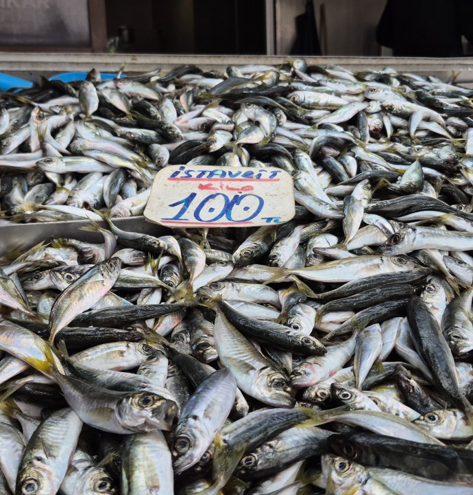 Karadeniz'de hamsi yerini istavrite bıraktı