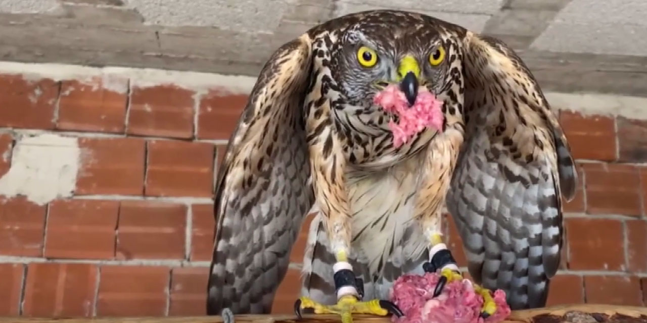 Danıştay kararı Karadeniz'de atmacacılığı tartışmaya açtı