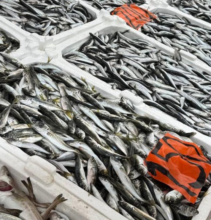 Zonguldak’ta tezgahta hamsinin yerini istavrit ve mezgit alacak