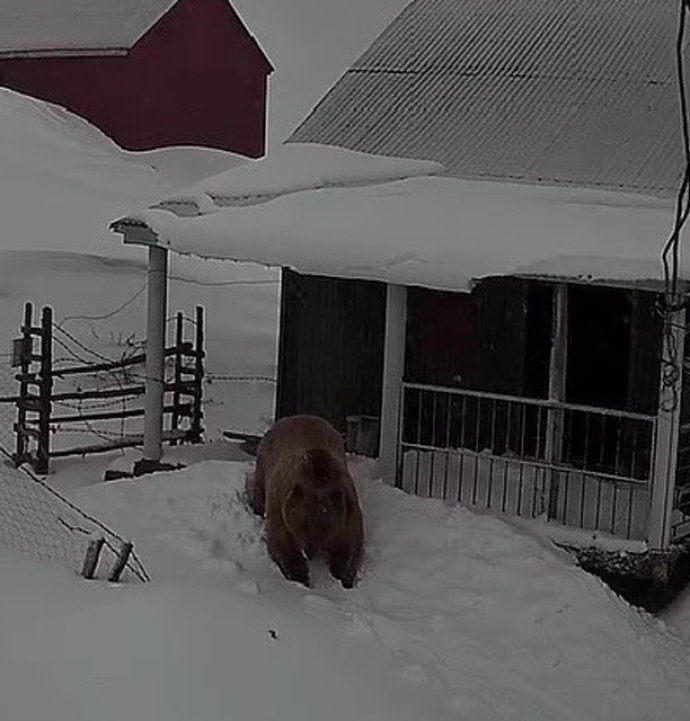 Sis Dağı'nın davetsiz misafiri: Koca ayı evleri mesken tuttu
