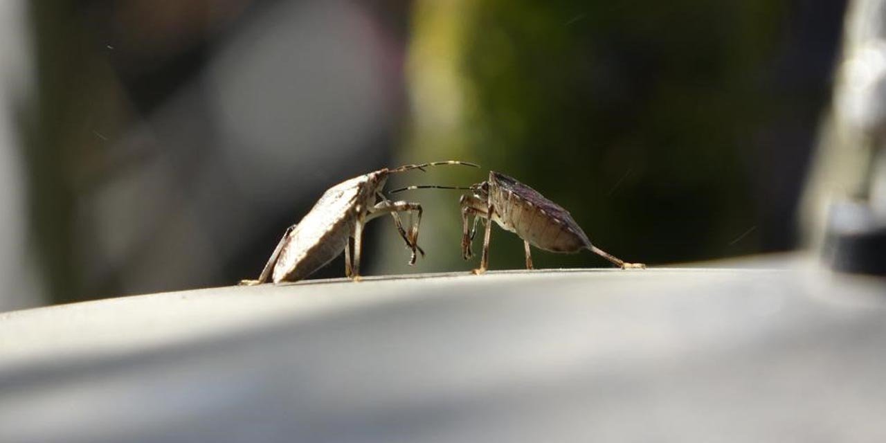 Kahverengi kokarca tehdidinde kritik dönem