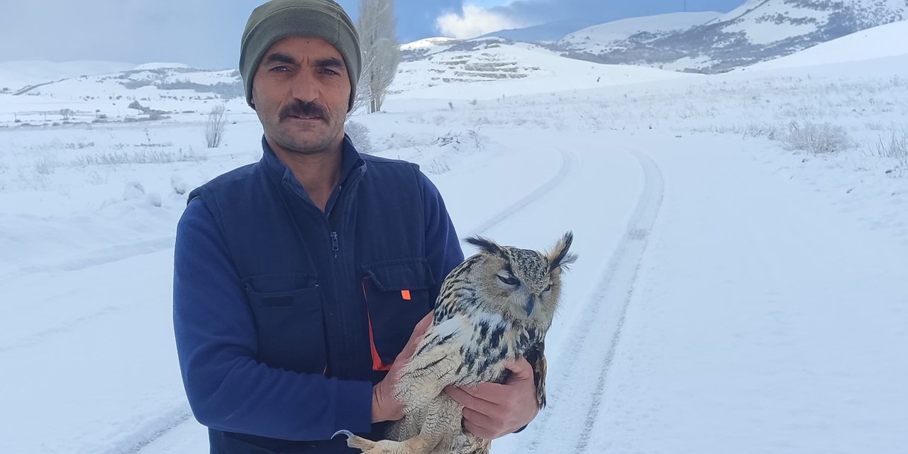 Bayburt'ta duyarlı vatandaşın yaralı halde bulduğu puhu kuduz çıktı