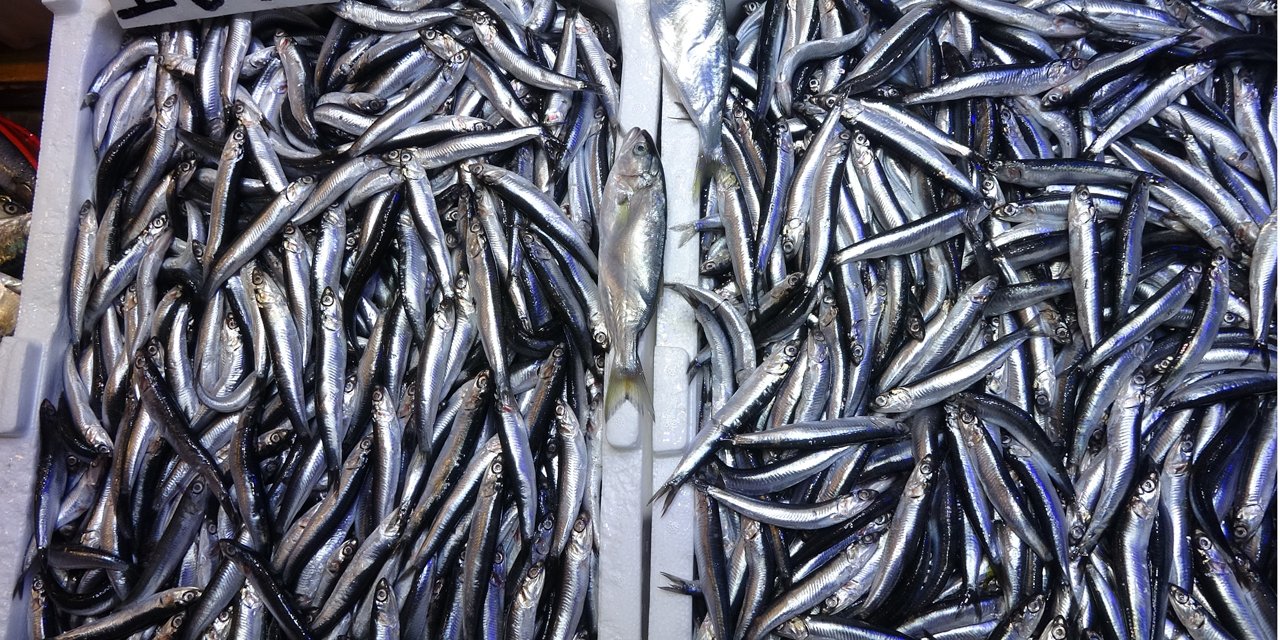 Karadeniz'de sezon sonu bereketi