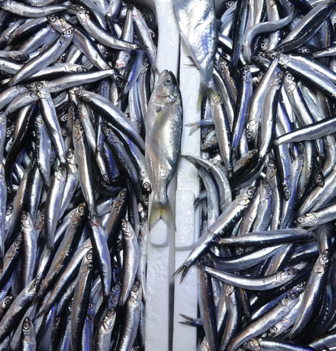 Karadeniz'de sezon sonu bereketi