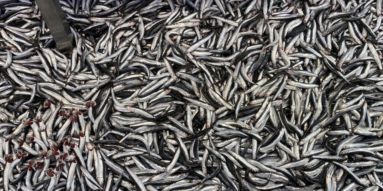 Bolu'da hamsi bolluğu sürüyor: Kilosu 200 liradan rağbet gördü