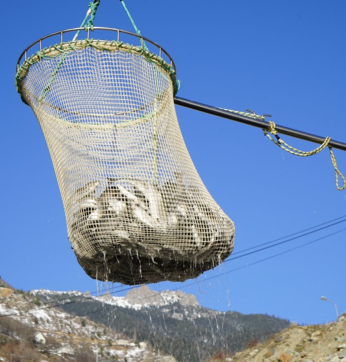 Denizi olmayan Gümüşhane'de alabalık üretimi 2 bin tona ulaştı