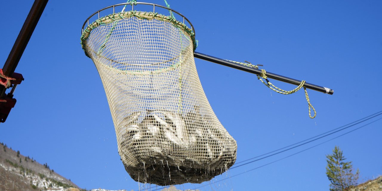 Denizi olmayan Gümüşhane'de alabalık üretimi 2 bin tona ulaştı