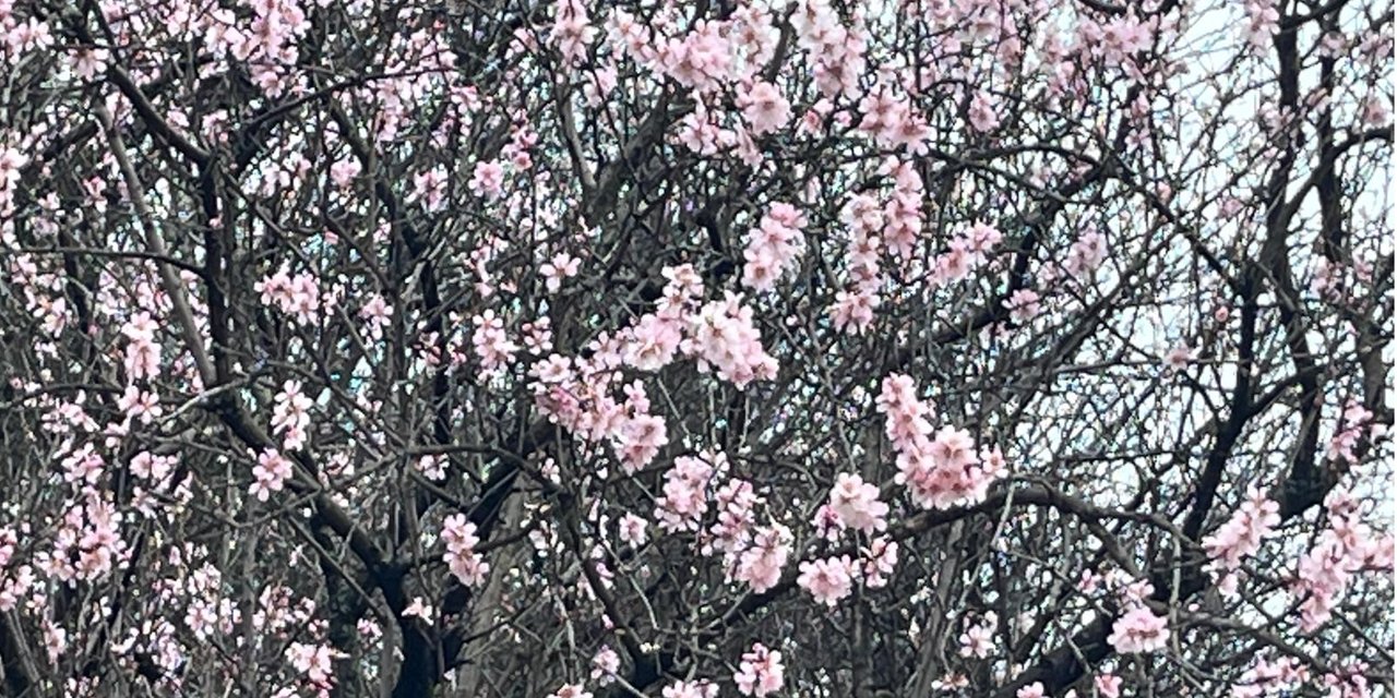 Artvin’de meyve ağaçları çiçek açtı