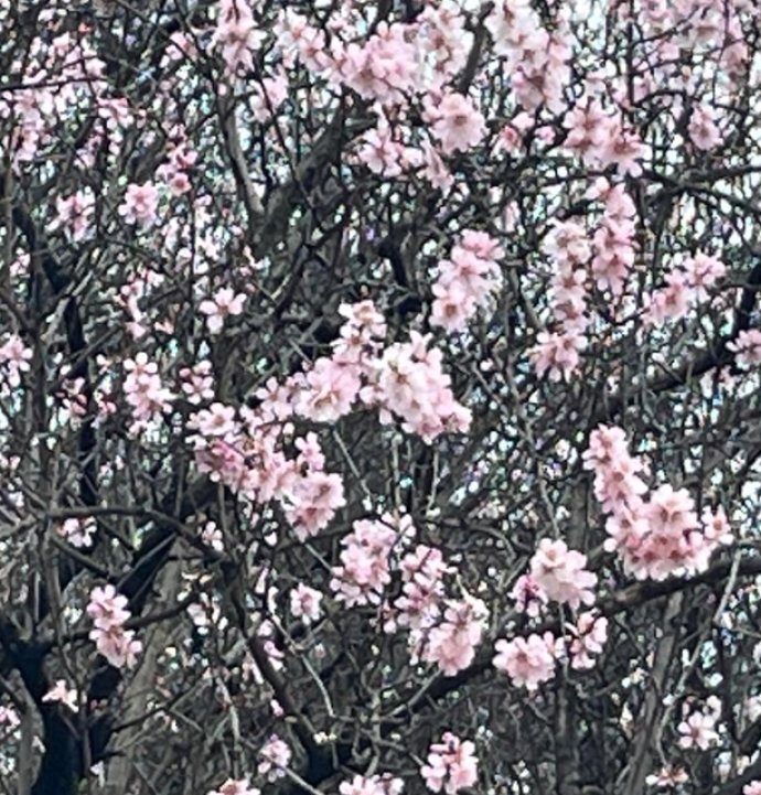 Artvin’de meyve ağaçları çiçek açtı