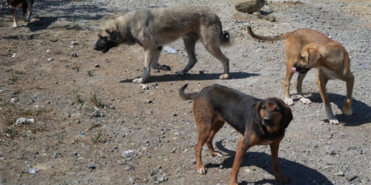 Başıboş köpekler tehlike saçıyor