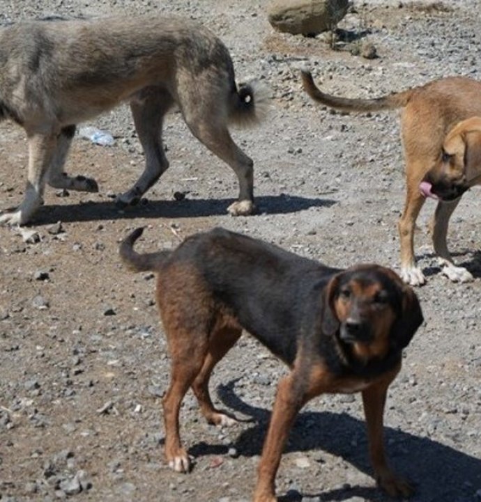 Başıboş köpekler tehlike saçıyor