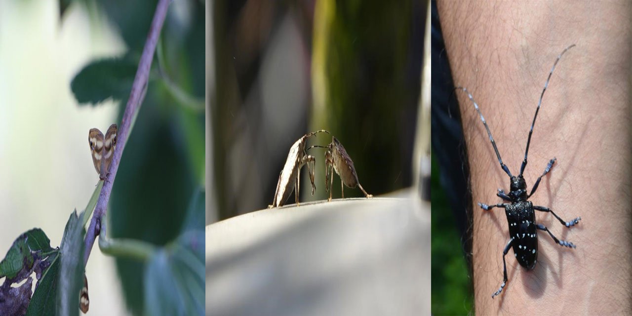 Doğu Karadeniz’de üçlü istilacı tür tarımı tehdit ediyor