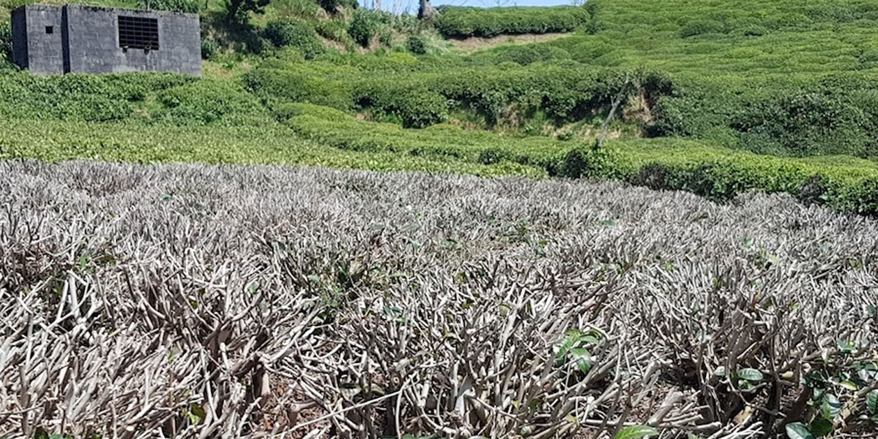 Özçelik: Çayda zorunlu budama şartı kalkmalı: Cüzdan iptali kabul edilemez