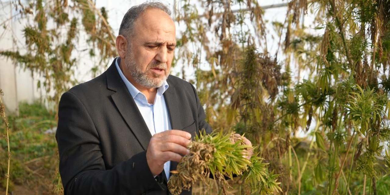 Kenevirden kauçuk, krem ve biyomalzeme: OMÜ'den çok yönlü kenevir çalışmaları