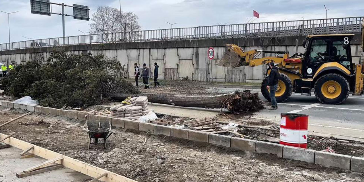 Rize’de fırtınadan ağaç devrildi