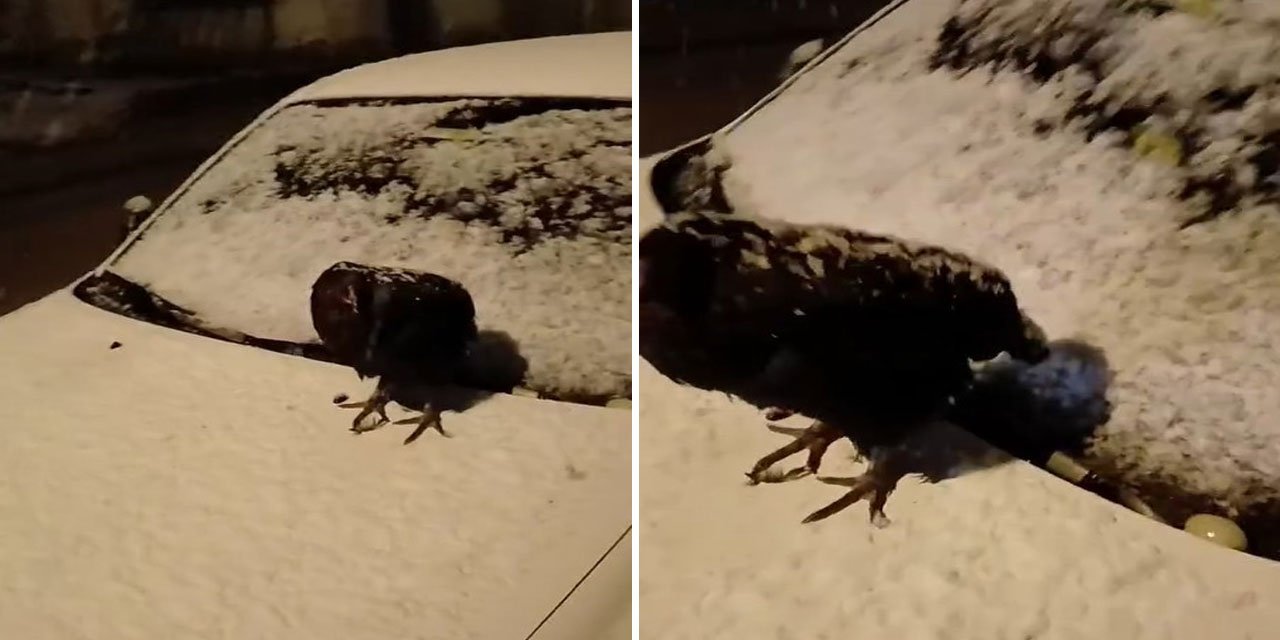 Kümesine giremeyen tavuk otomobil üzerine yumurtladı