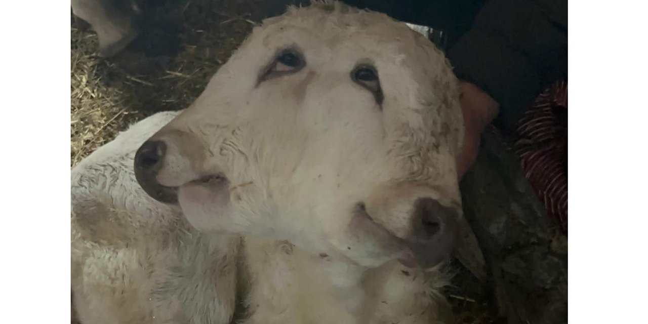 Erzurum’da çift başlı buzağı dünyaya geldi