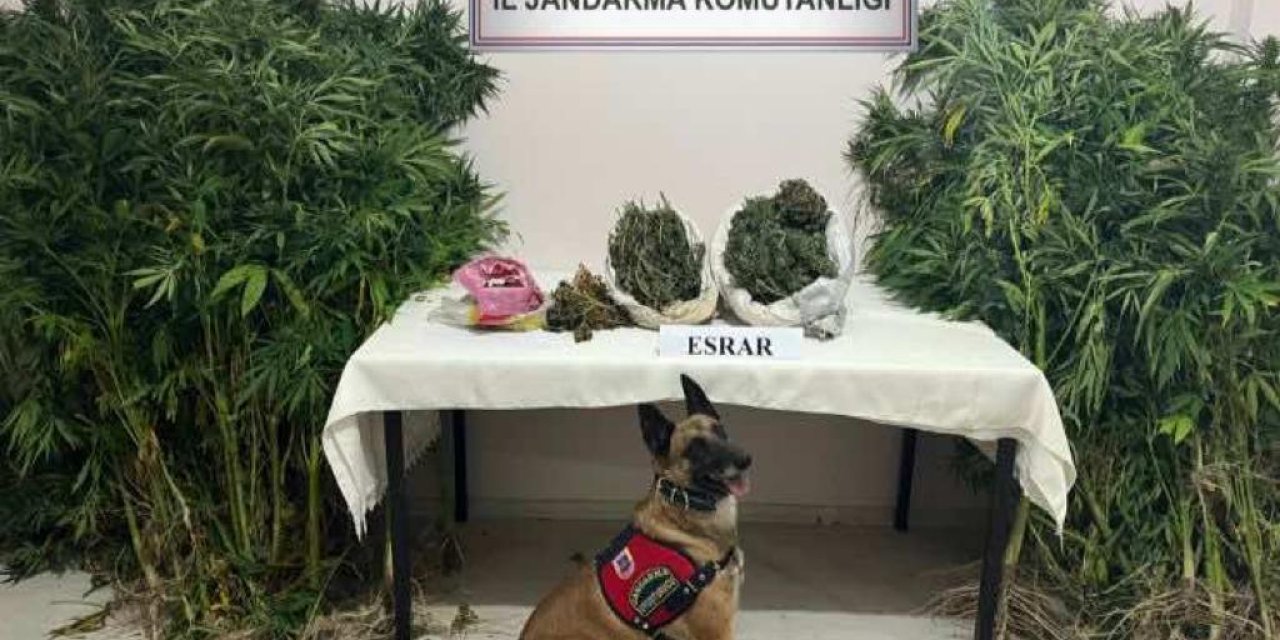 Valizde Ve Yatağın İçindeki 2 Kilo Esrarı Narkotik Köpeği 'Termal' Buldu