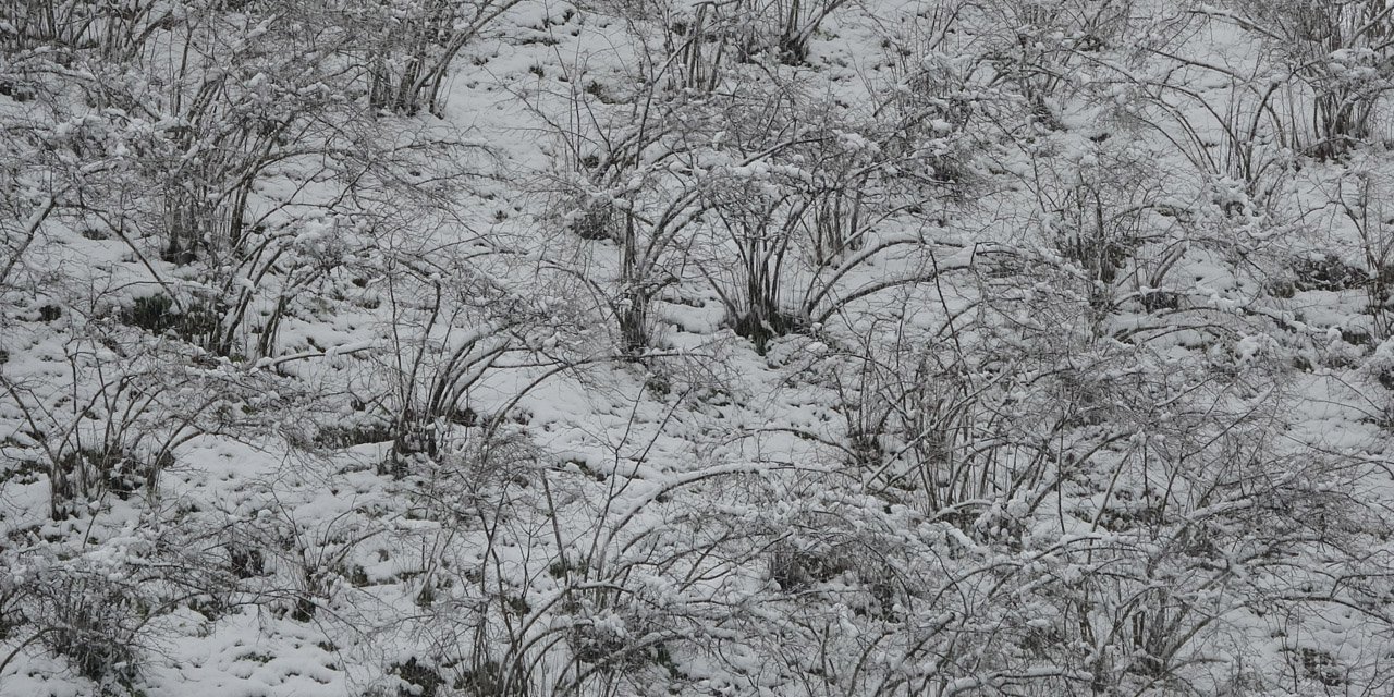 Fındıkta zirai don tehlikesi devam ediyor