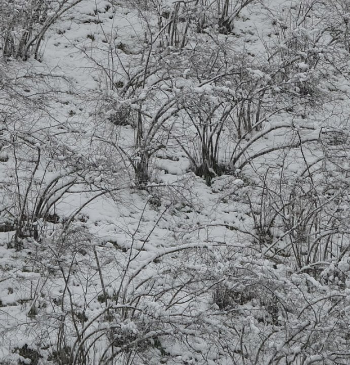Fındıkta zirai don tehlikesi devam ediyor
