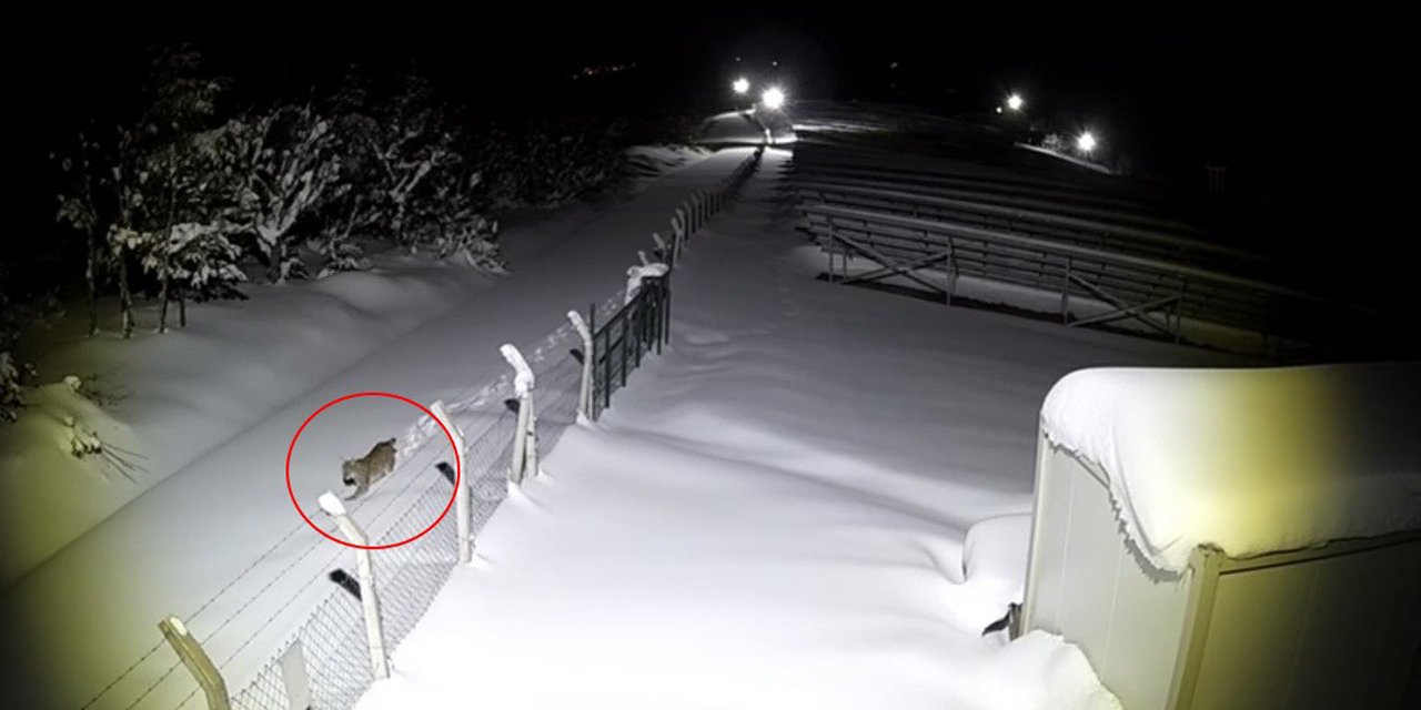 Ordu'da nesli tükenmekte olan vaşak görüntülendi