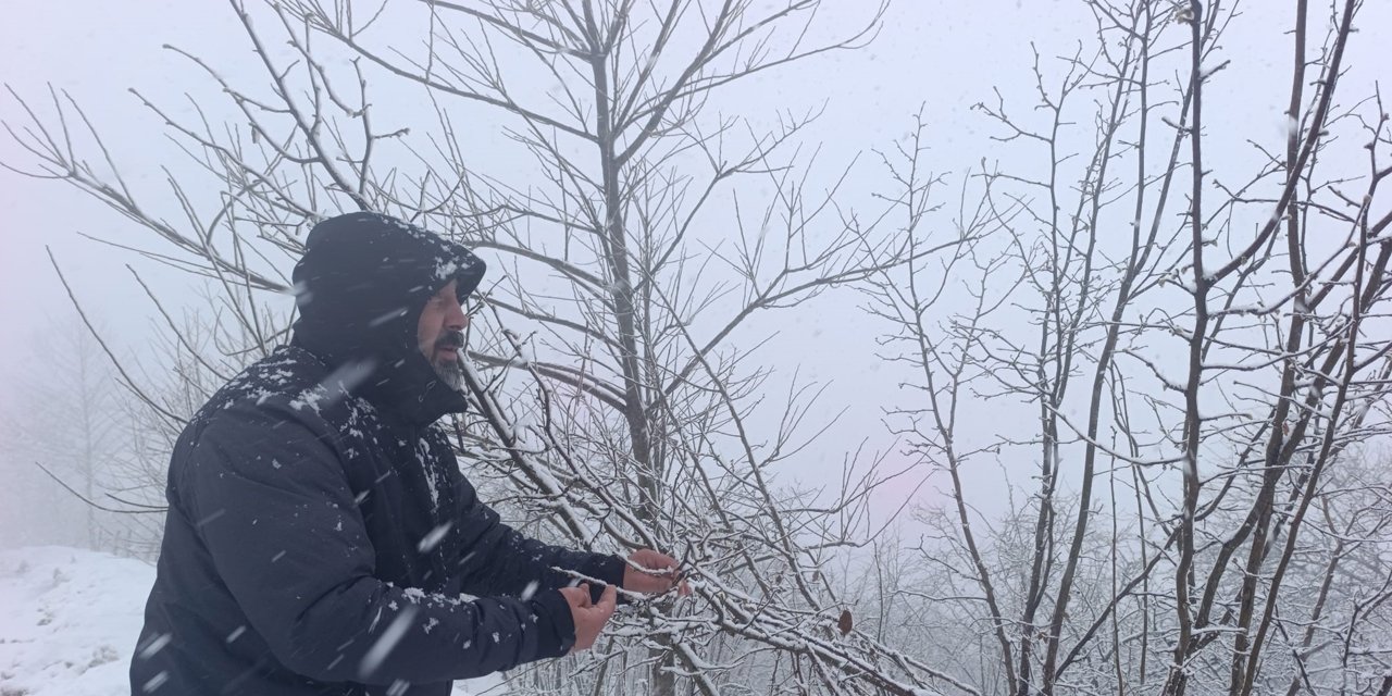 Kar altında kalan fındık bahçeleri, üreticileri tedirgin ediyor