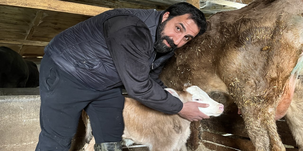 Hasta doğan buzağıları buhar makinesiyle hayata bağlıyor