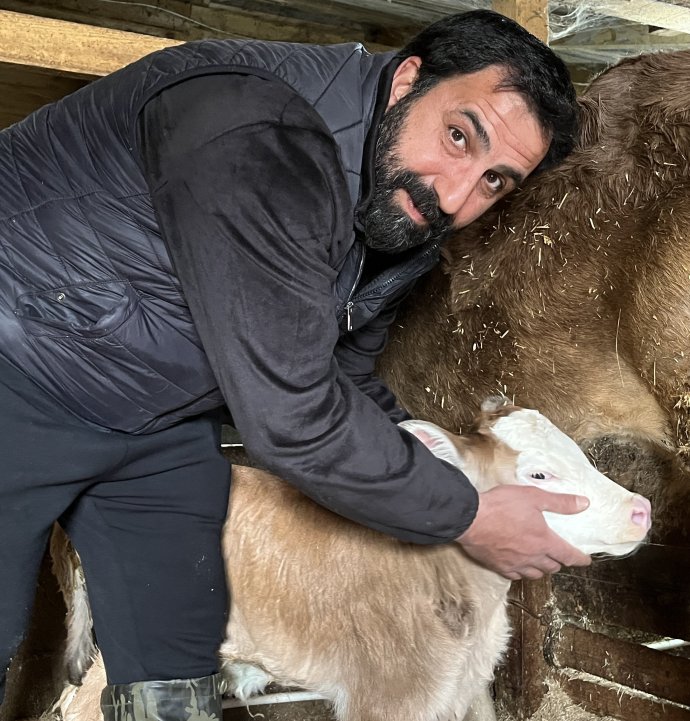 Hasta doğan buzağıları buhar makinesiyle hayata bağlıyor