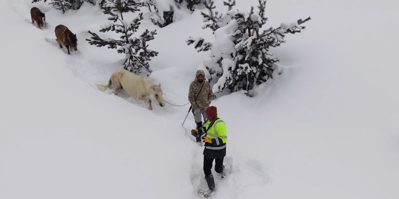 2 bin 100 rakımlı kışlada aylarca kar altında mahsur kalan atları köyün gençleri kurtardı