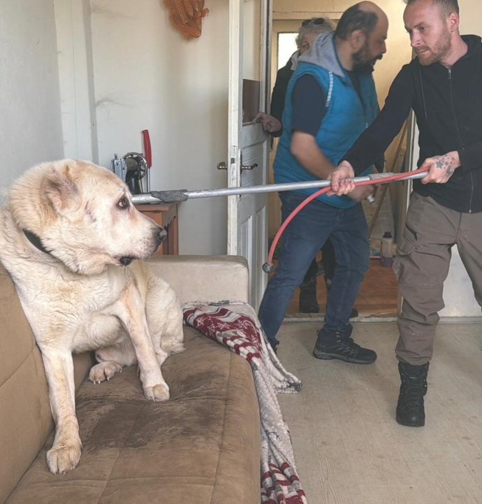 Sınır dışı edilen Rus kadının evinde 4 gündür aç olan 12 hayvan kurtarıldı