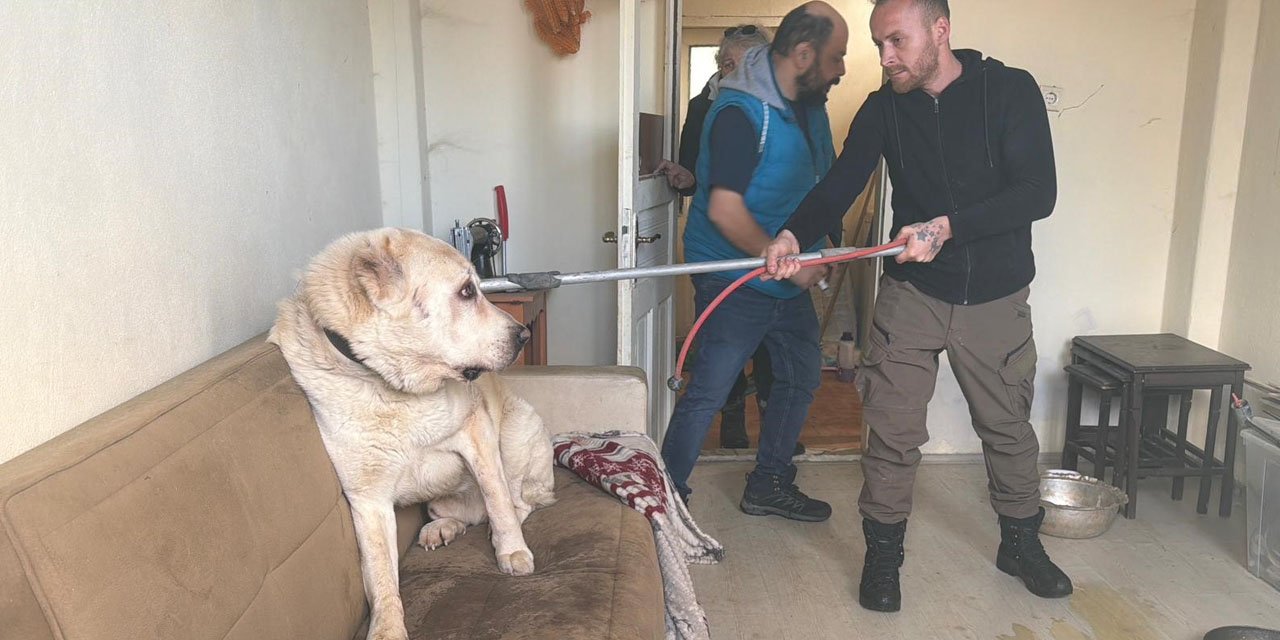 Sınır dışı edilen Rus kadının evinde 4 gündür aç olan 12 hayvan kurtarıldı