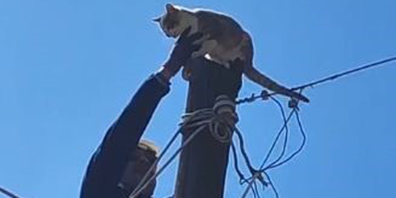 Köpeklerden korkup elektrik direğine çıkan kedi kurtarıldı