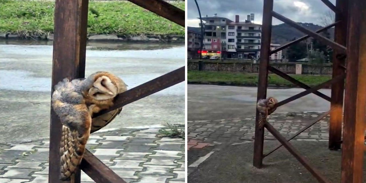 Sevimli Baykuş sokak direğinde uyuya kaldı