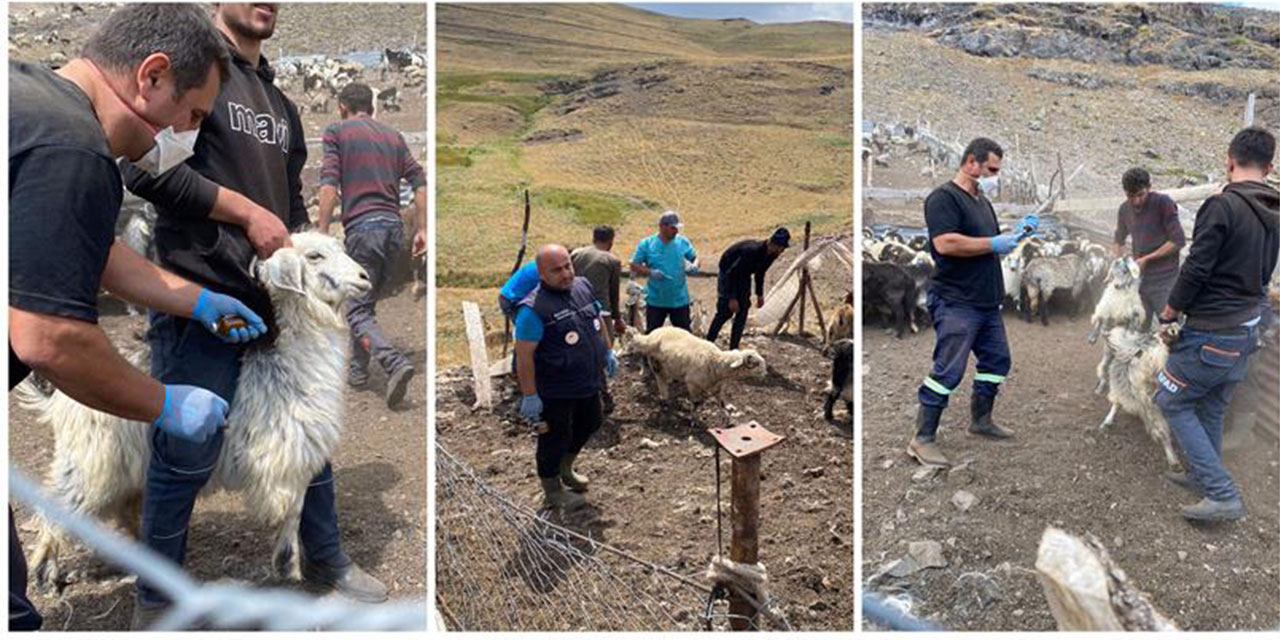 Rize’de Şap Hastalığı Nedeniyle 4 Bin 41 Hayvan Aşılandı