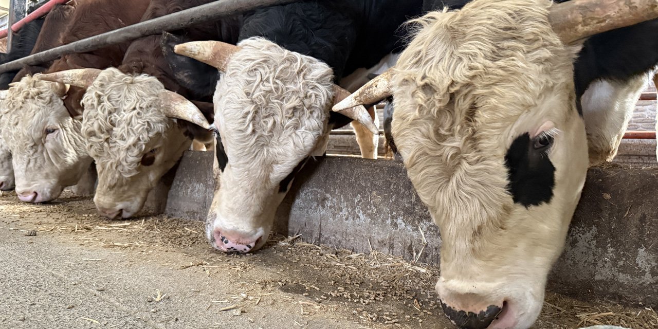 Kurbanlık alışverişinde erken alım hareketliliği