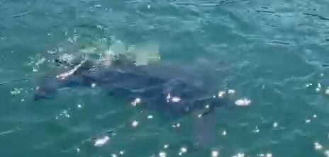 Rize'de nadir görülen deniz kaplumbağası balıkçının kamerasına yansıdı