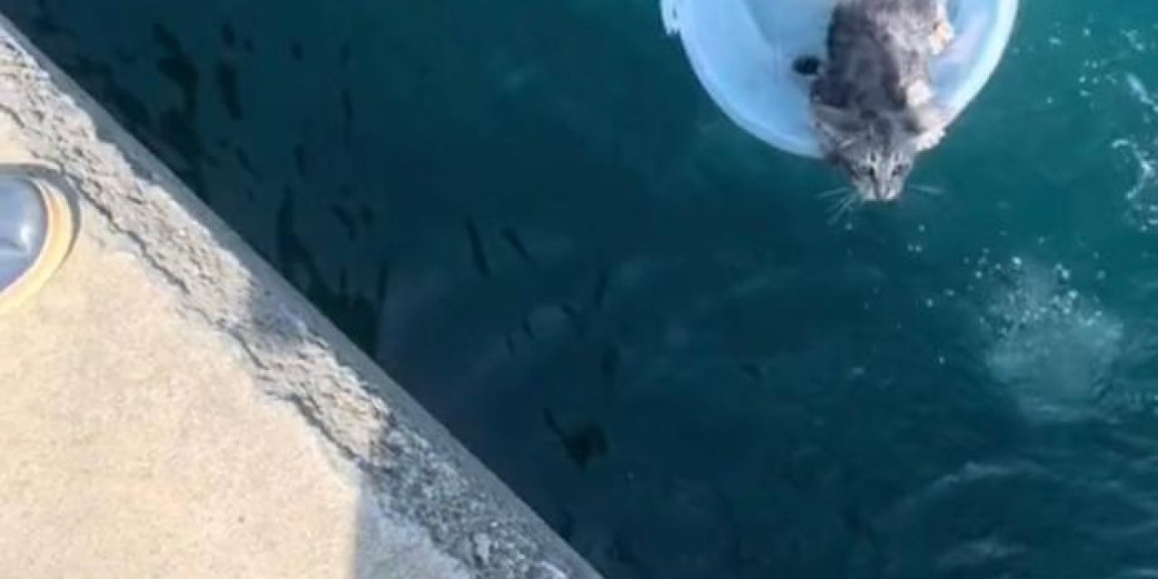 Sarıyer'de Denize Düşen Yavru Kediyi Çevredekiler Kurtardı
