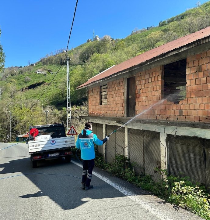 Trabzon'da kokarca ile mücadele sürüyor