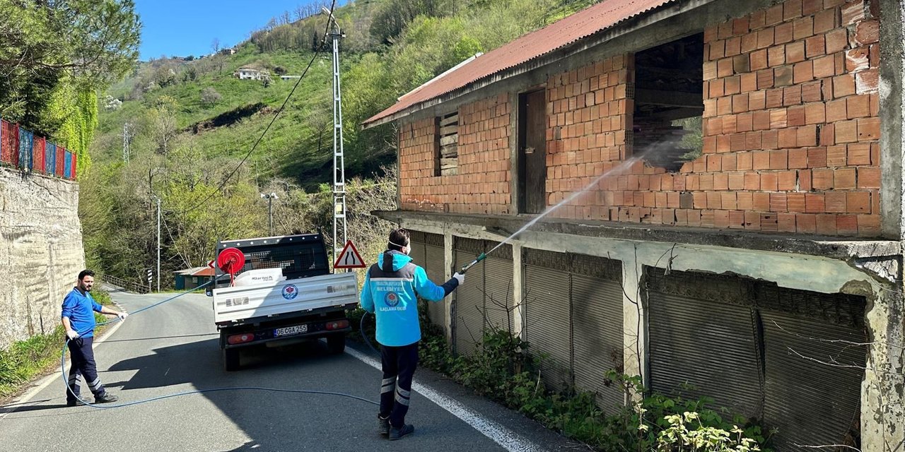 Trabzon'da kokarca ile mücadele sürüyor