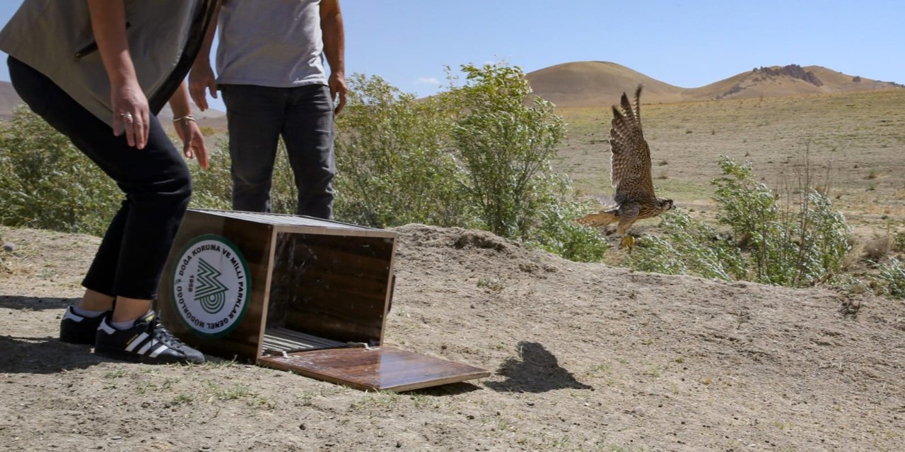 Alıkonulan Gps Takip Cihazlı Gökdoğan, Kurtarılıp Doğaya Salındı