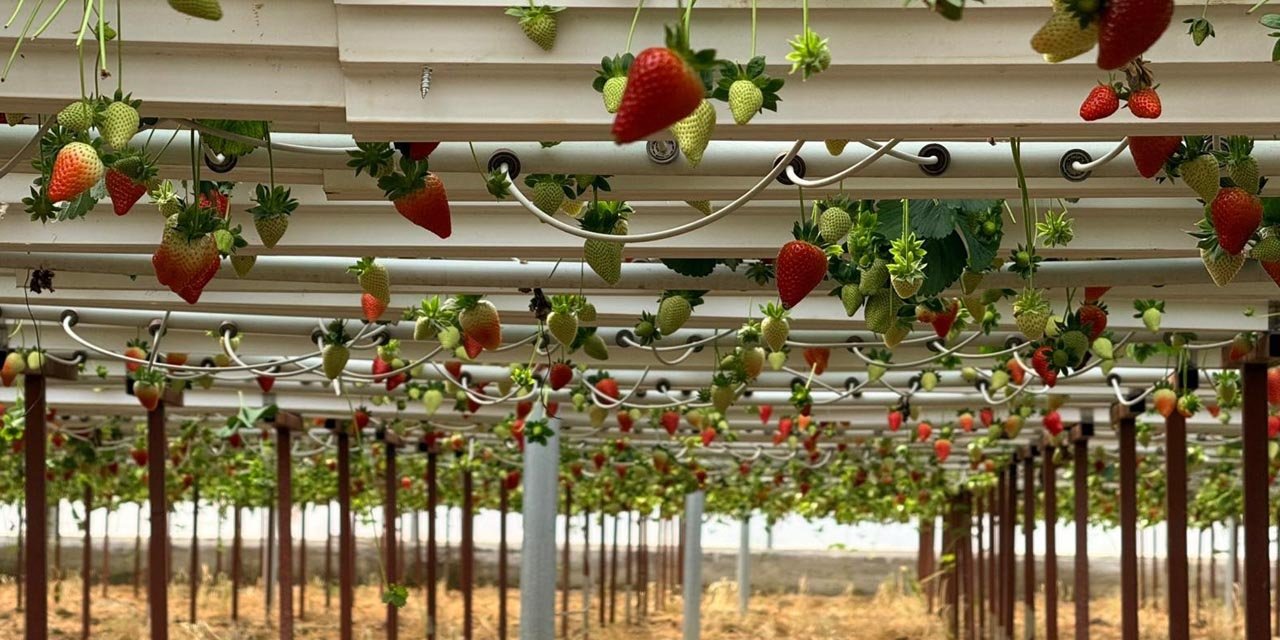 Almanya’da eğitim aldı, Türkiye’de "topraksız" başarıyı yakaladı: Hedef 100 ton çilek