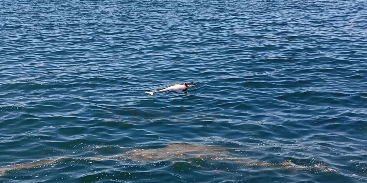 Karadeniz Ereğli'de sahilde ölü yunus bulundu