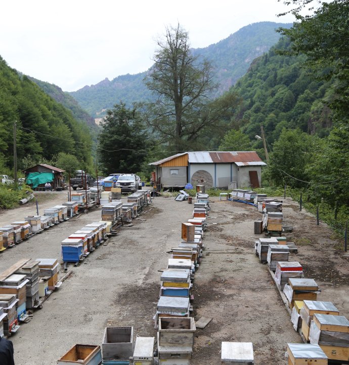 Mevsim normallerinin altında seyreden hava sıcaklığı arıcıları vurdu, uzmanlardan kritik uyarı