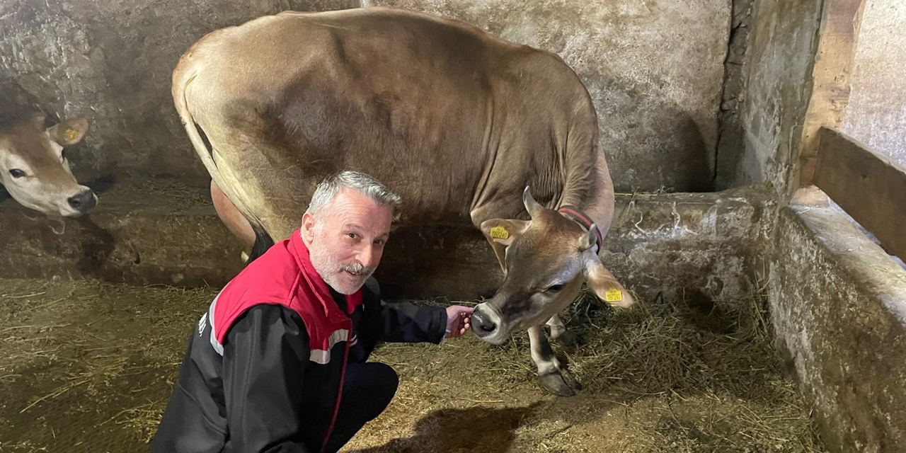 Danimarka ve Amerika'dan getirildiler, Of'a kısa sürede uyum sağladılar