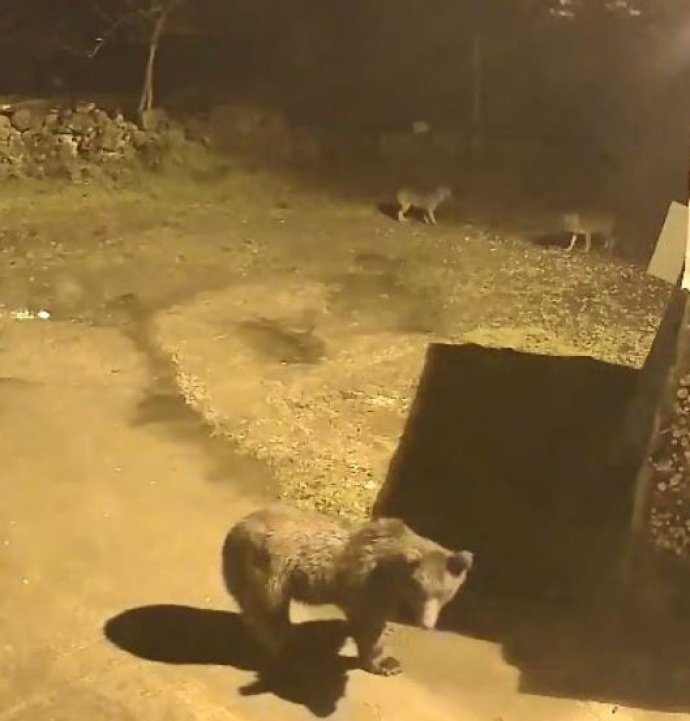 Artvin'de aç kalan ayılar köylere indi