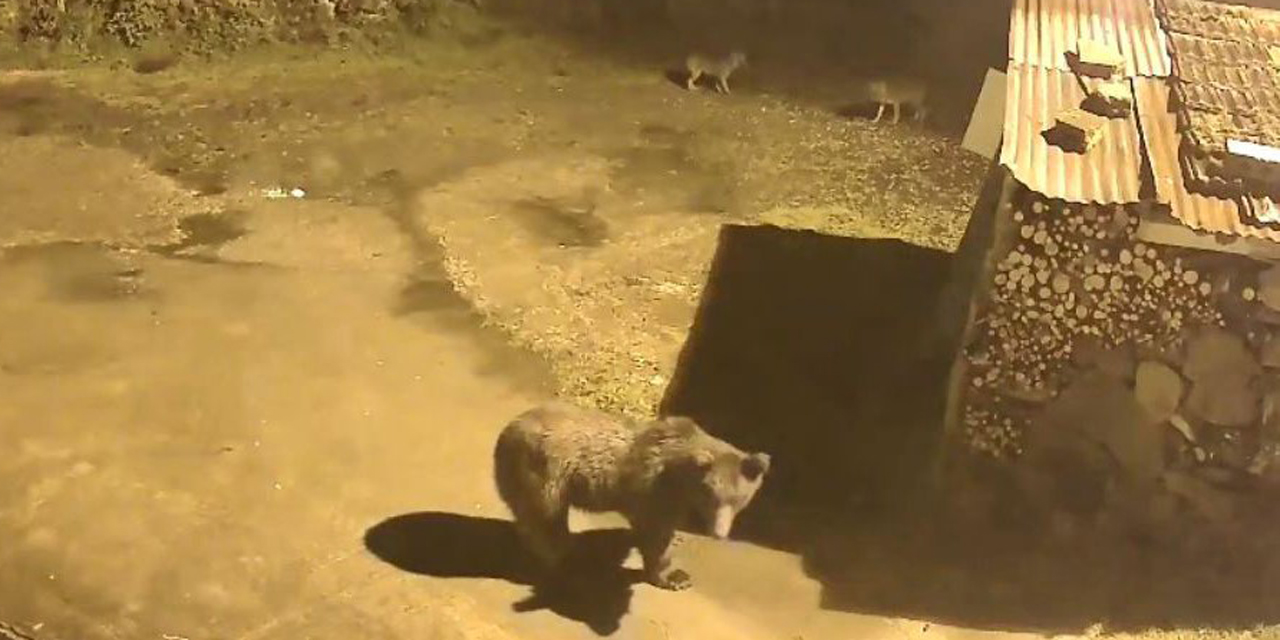 Artvin'de aç kalan ayılar köylere indi