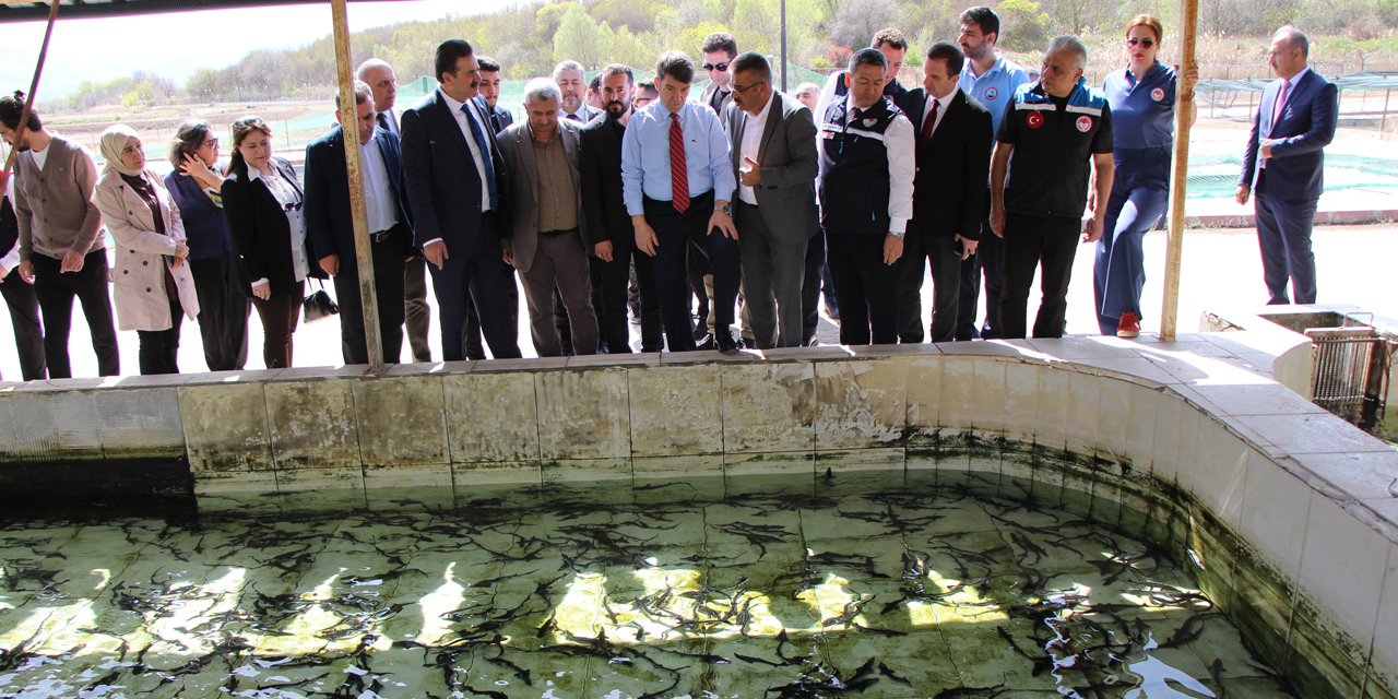 Bu balığın havyarı 'siyah inci': Karadeniz'e 8 bin adet dağıtılacak, çiple takip edilecek